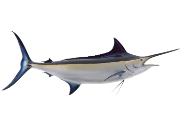 Black Marlin Fishmount