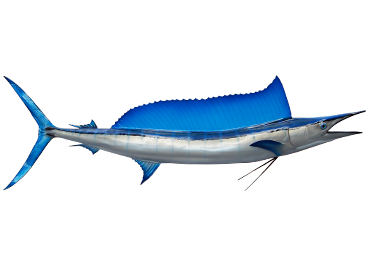 Shortnose Spearfish mount