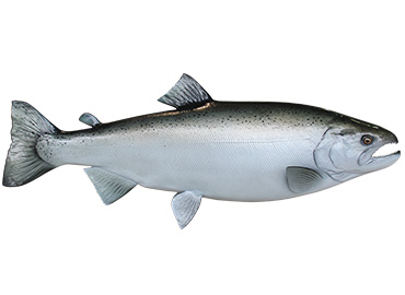Coho/Silver Salmon Fishmount
