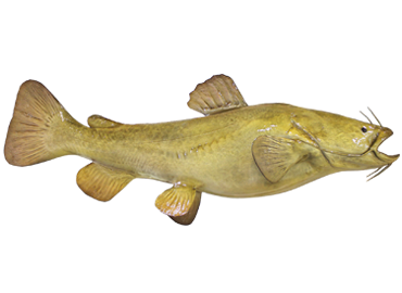 Flathead Catfish Fishmount