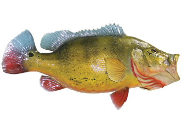 Peackock Bass Fishmount