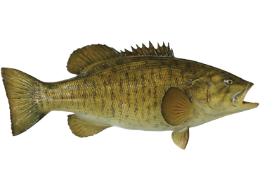 Smallmouth Bass Fishmount