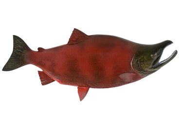 Sockeye Salmon Fishmount