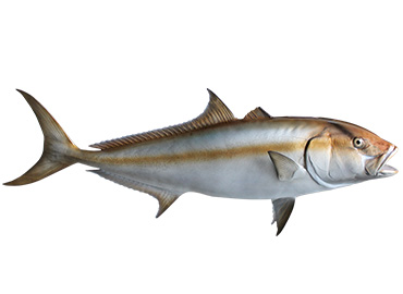 Amberjack Fishmount