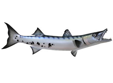 Barracuda Fishmount