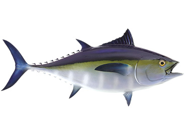 Blackfin Tuna Fishmount