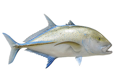 Bluefin Trevally Fishmount