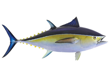 Bluefin Tuna Fishmount