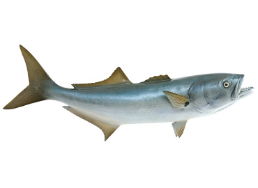 Bluefish Fishmount
