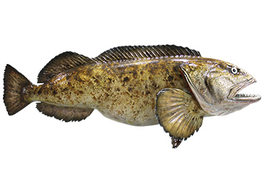 Lingcod Fishmount