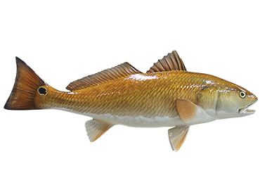 Redfish Fishmount