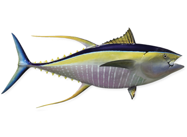 Yellowfin Tuna Fishmount