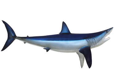 Mako Shark fishmount