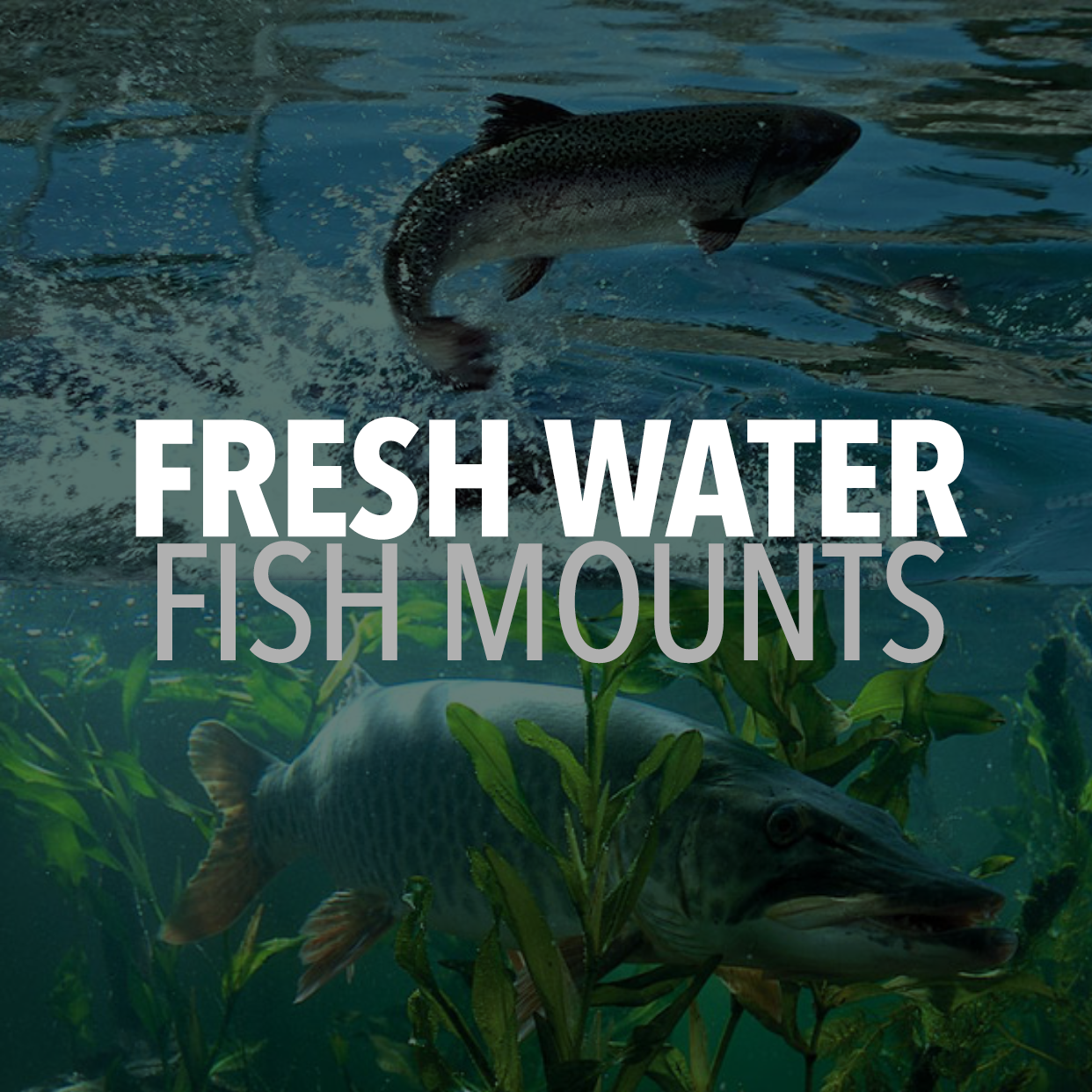 Freshwater Fish graphic
