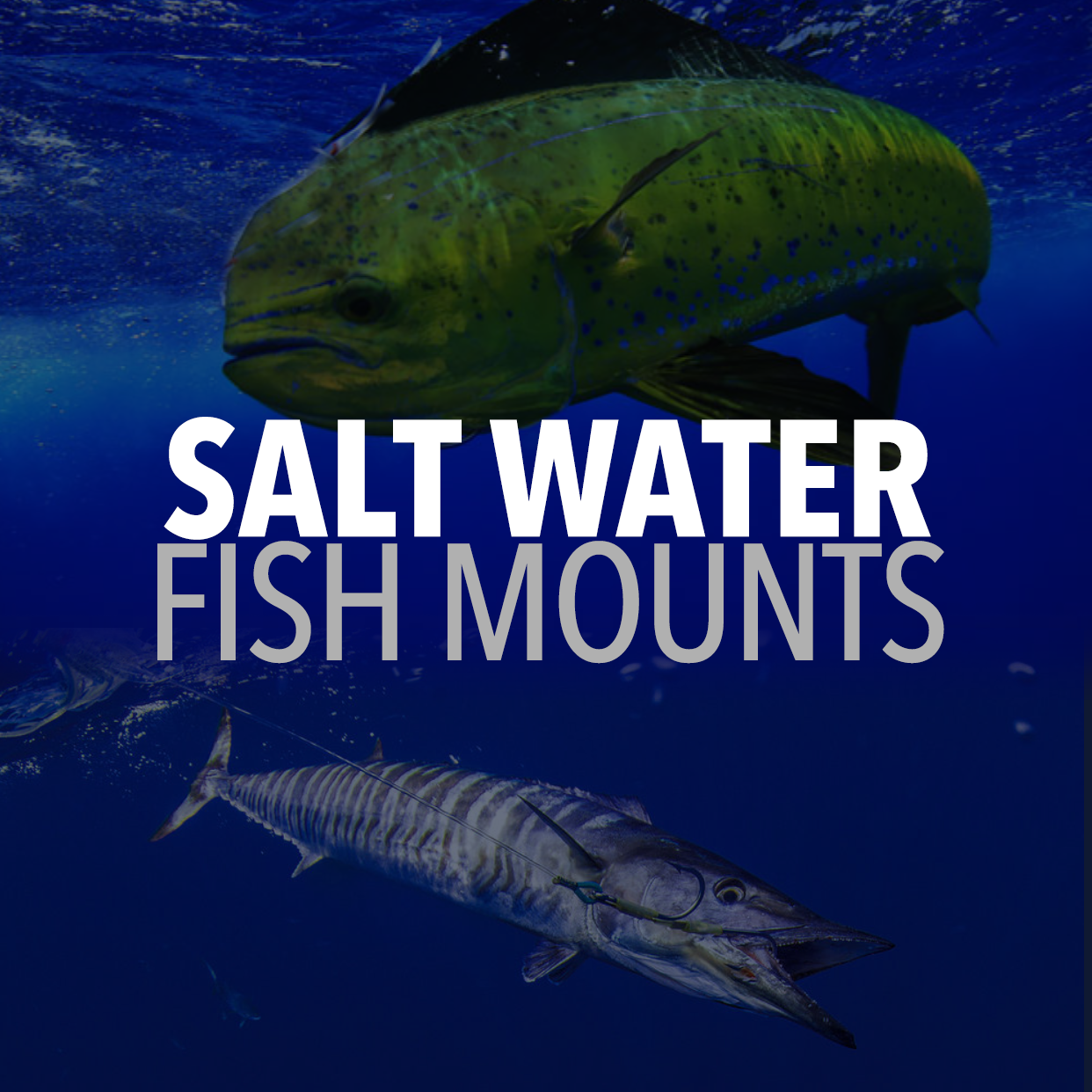 Saltwater Fish graphic