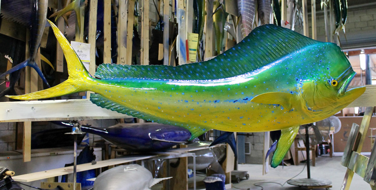 Bull Dolphinfish replica at Gray Taxidermy