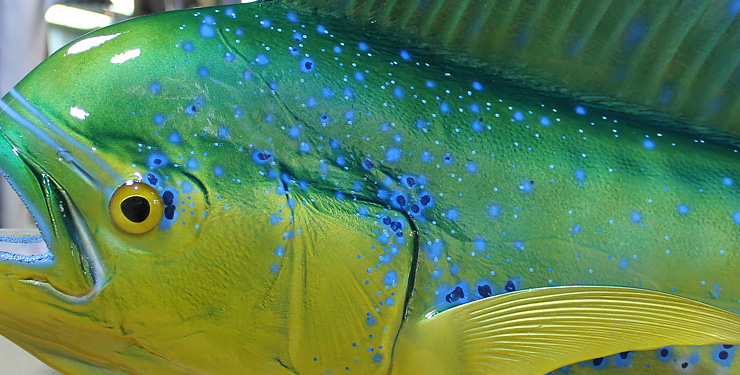 Cow Dolphinfish replica close up photo