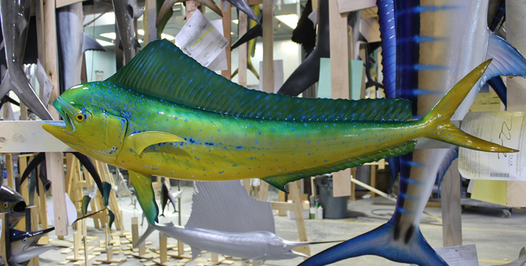 Cow Dolphinfish replica at Gray Taxidermy 