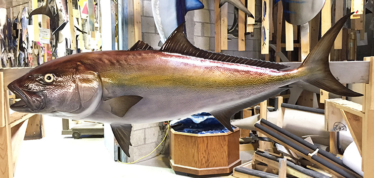 Amberjack fish replica mount