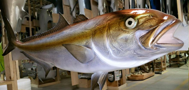 Amberjack fish replica mount