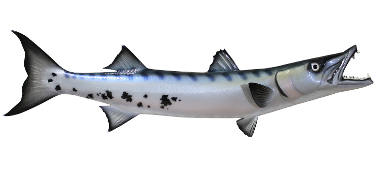 Barrcuda Fish Replica