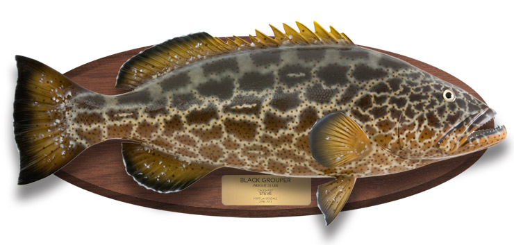 Black Grouper Fish Replica on wood plaque