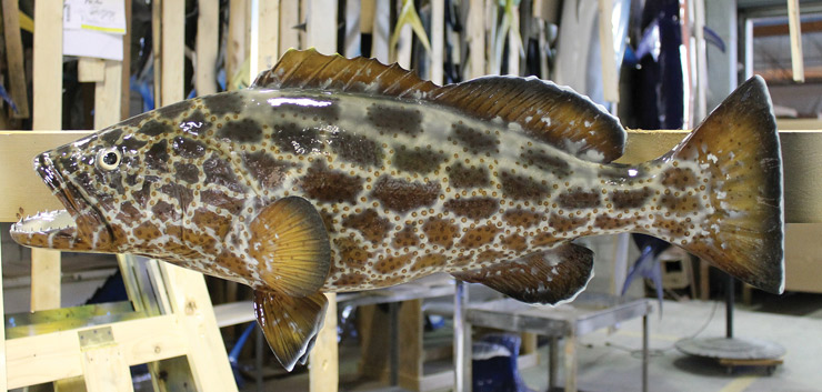 Black Grouper Fish Replica