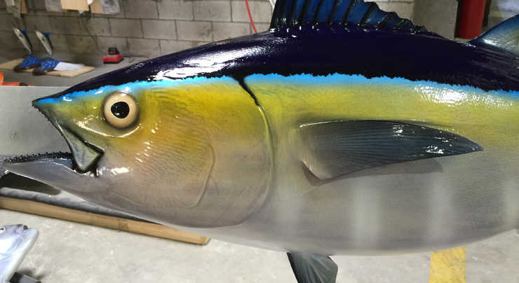 Blackfin Tuna mount close up