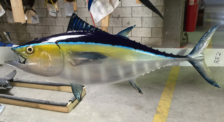 Blackfin Tuna mount at Gray Taxidermy