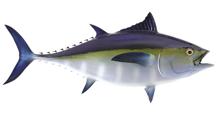 Blackfin Tuna Fishmount