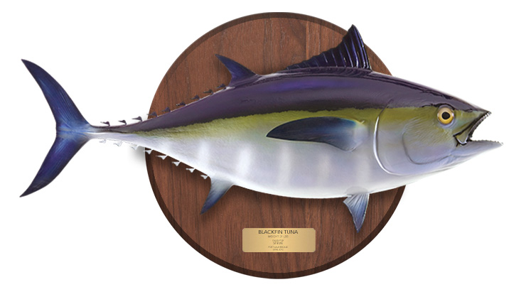 Blackfin Tuna mount on a wooden plaque