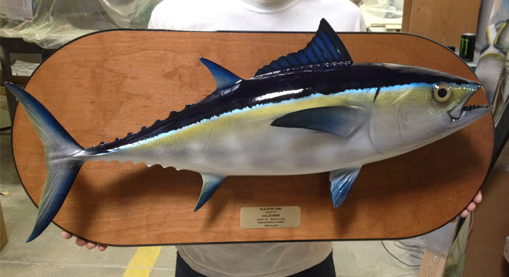 Blackfin Tuna mount on a wooden plaque