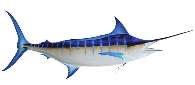 Blue Marlin Fishmount