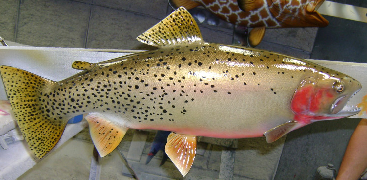 Brown Trout mount at Gray Taxidermy