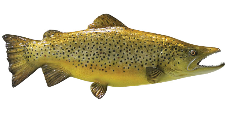 Brown Trout fishmount