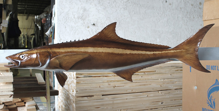 Cobia fish mount 