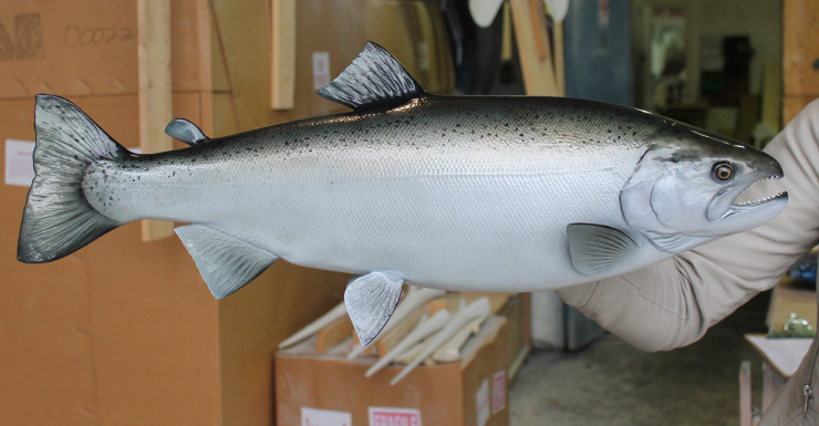 Silver/Coho Salmon Fishmount
