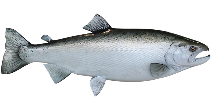Silver/Coho Salmon fishmount
