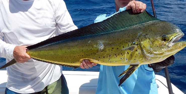 Cow Dolphinfish 