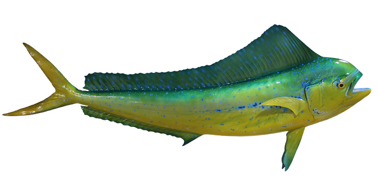 Cow Dolphinfish Fishmount