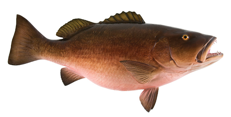 Cubera Snapper Fishmount
