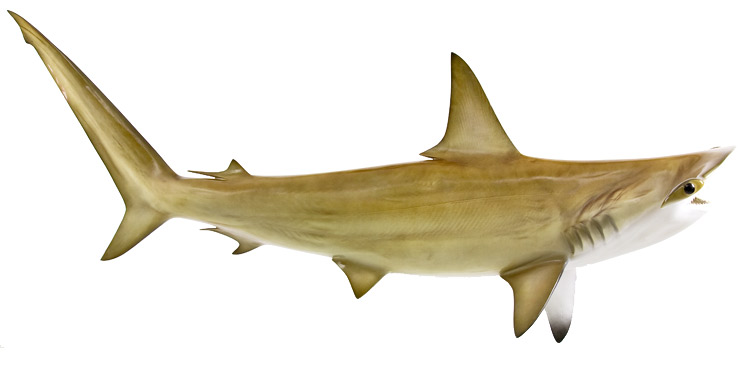 Hammerhead shark Mount