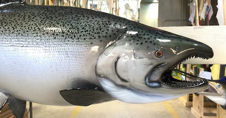 King/Chinook Salmon Fishmount