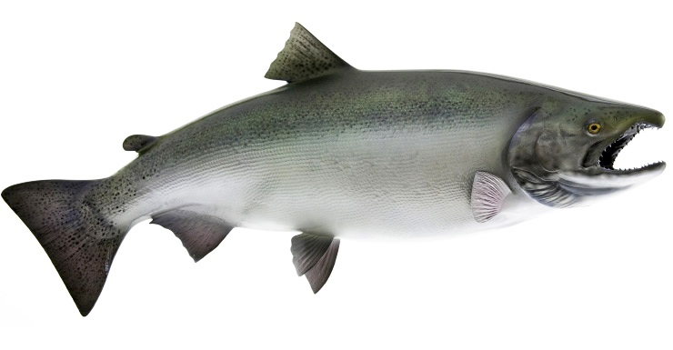 King /Chinook Salmon fishmount