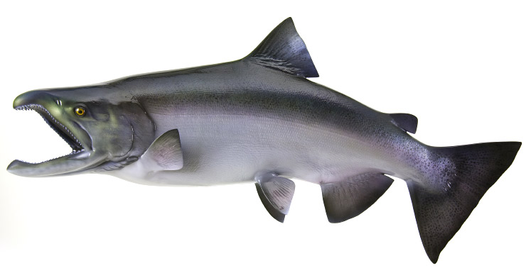 King /Chinook Salmon fishmount