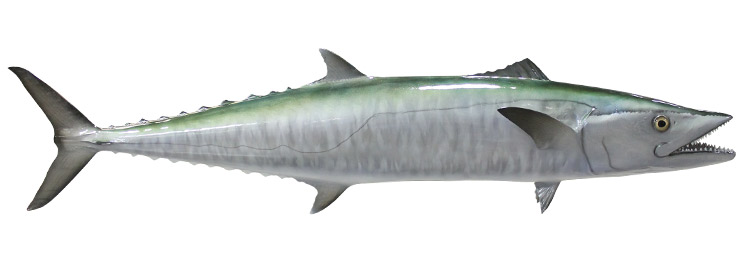 King Mackerel Fishmount