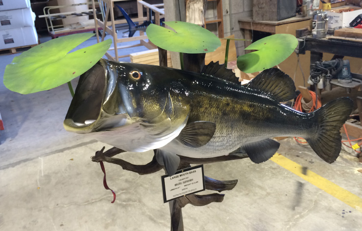 Largemouth Bass fishmount custombase