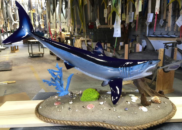 Mako shark mount by Gray Taxidermy