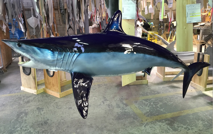 Mako shark mount by Gray Taxidermy