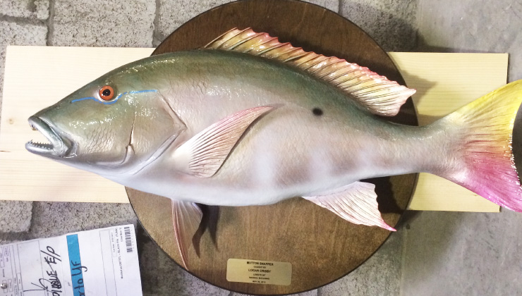 Mutton Snapper mount on wood plaque